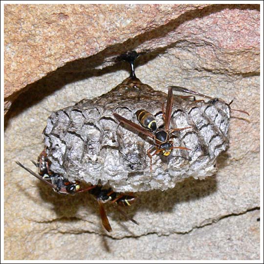 Paper Wasps.
Species 1.
