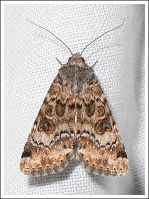 Heliothis punctifera.
Lesser Budworm. 
