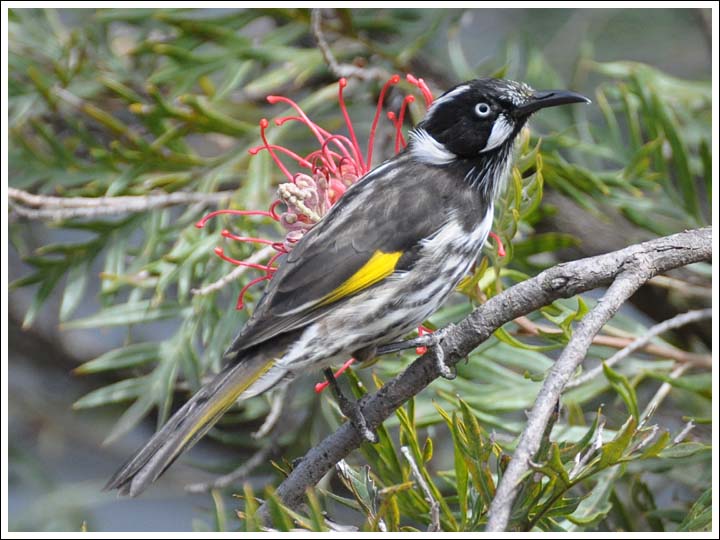 New Holland Honeyeater.
Feeding in Grevillea Robyn Gordon.
