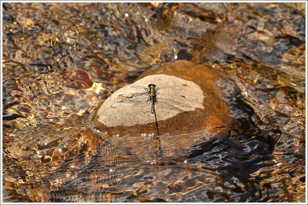 Southern Vicetail.
Hemigomphus gouldii
