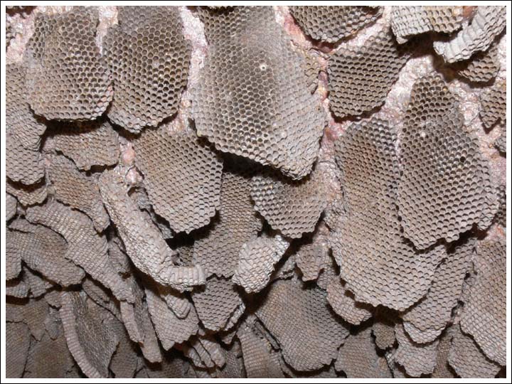 Paper Wasp nests.
Species 3.
