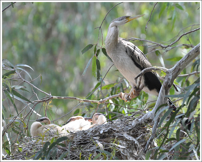 Darter with young.
At the Sale Common wetland.
