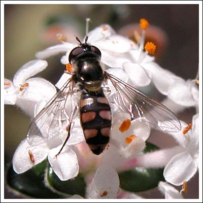 Hoverfly.
On Pimelea nivea.
