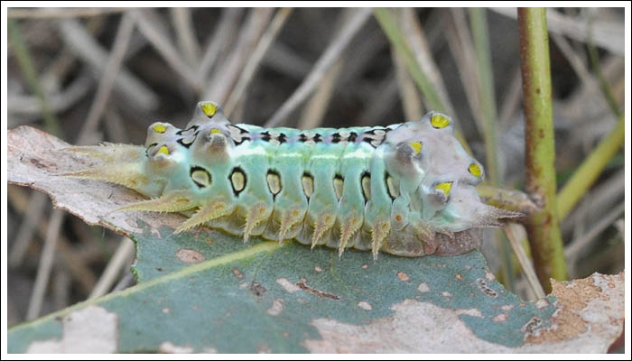 Painted Cup Moth Larva
Doratifera oxleyi.
