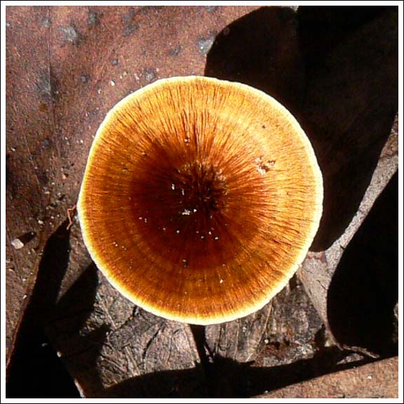 Coltricia cinnamomea.
No common name.
