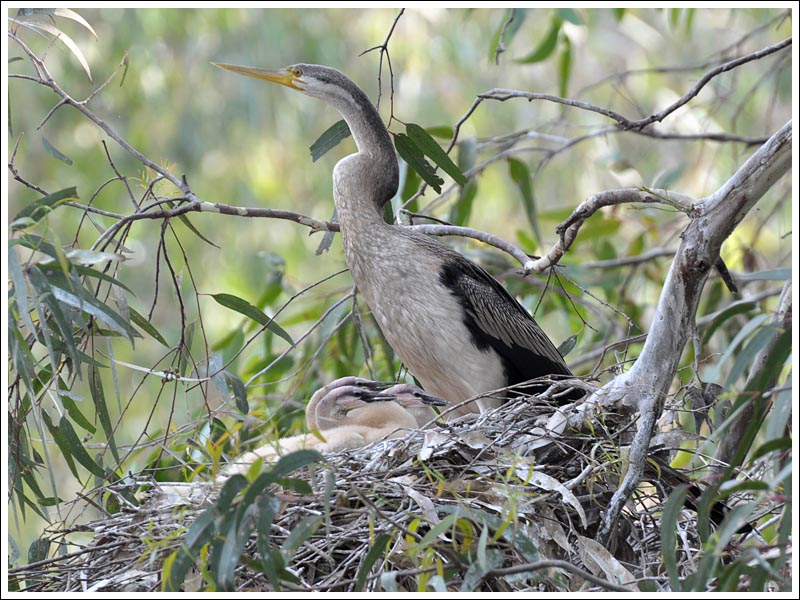 Darter with young.
At the Sale Common wetland.

