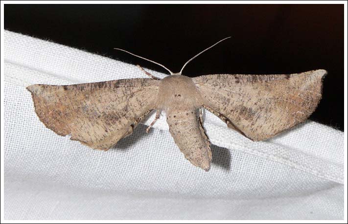 Circopetes obtusata.
Geometridae, Oenochrominae.
