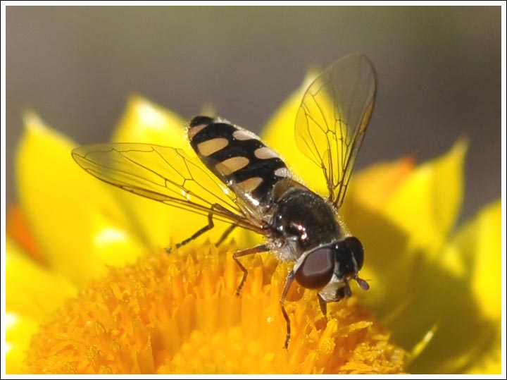 Hoverfly.
On Xerochrysum viscosum.
