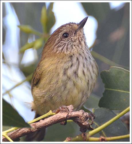 Striated Thornbill.
