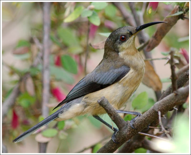 Eastern Spinebill.
Immature bird.
