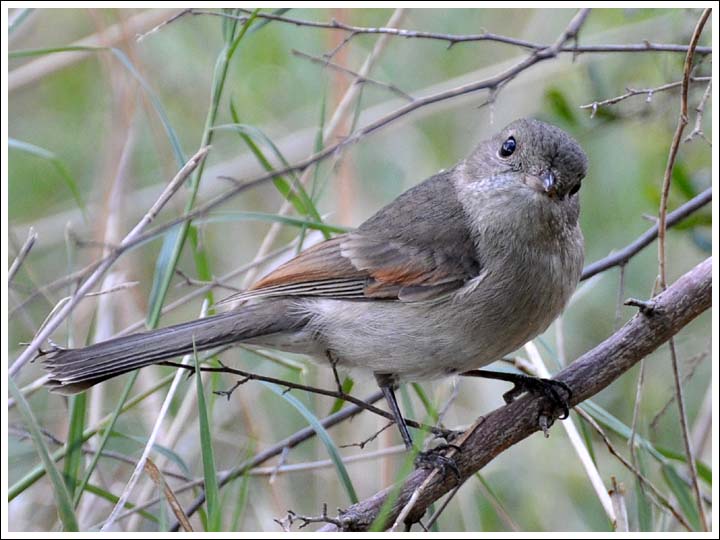 Golden Whistler.
Immature bird.
