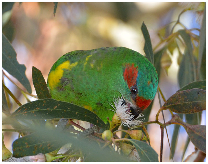 Musk Lorikeet.
