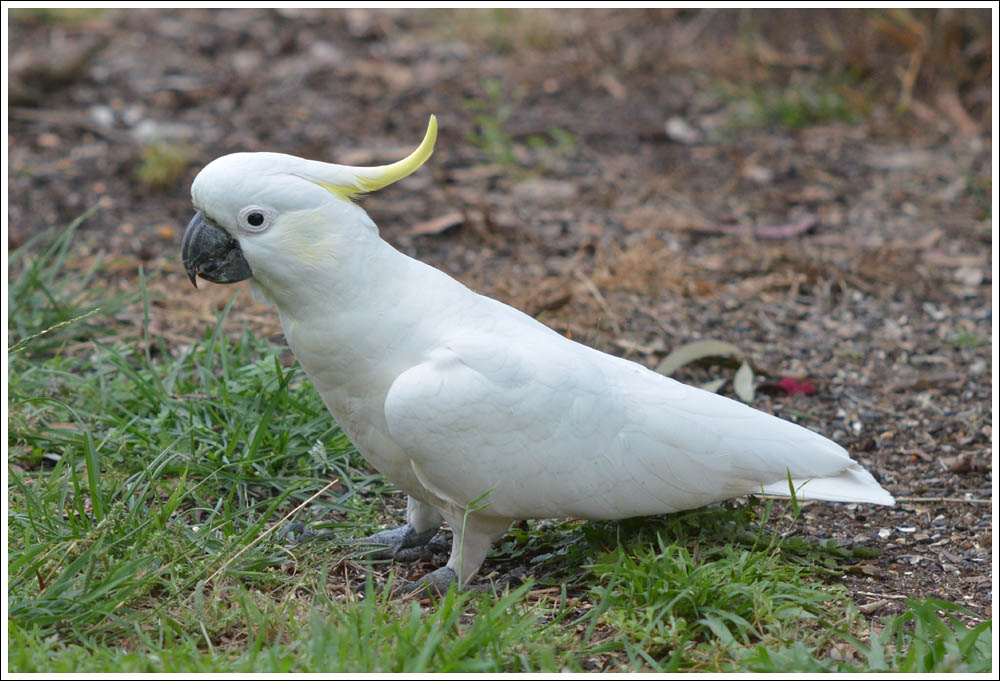 Sulphur-crested Cockatoo.
