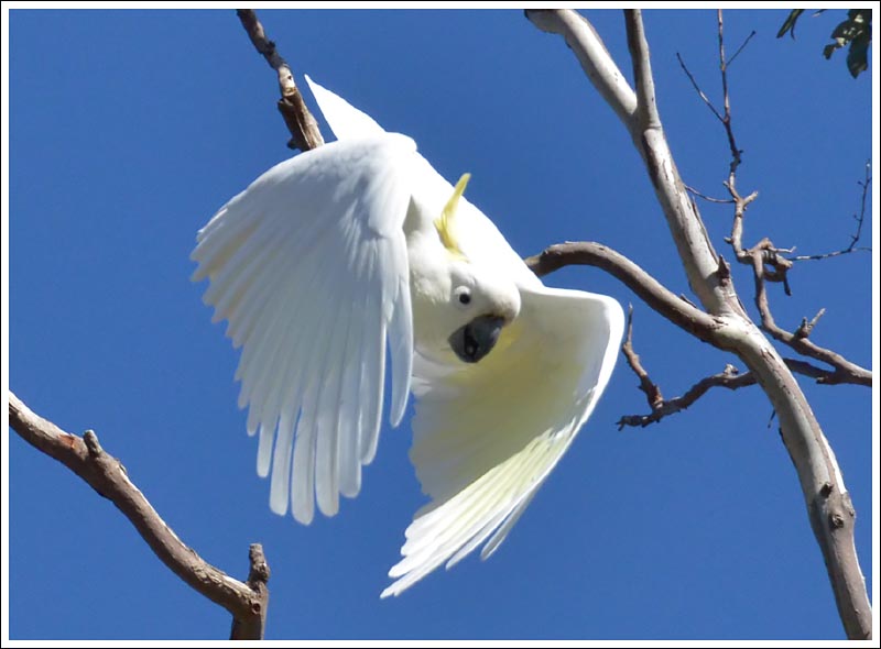 Sulphur-crested Cockatoo.
