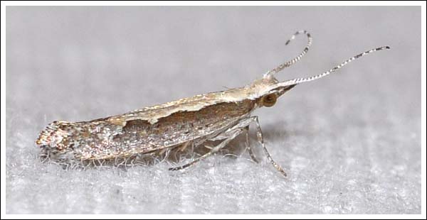 Plutella xylostella.
Diamond Back Moth, a pest on brassicas, introduced.
