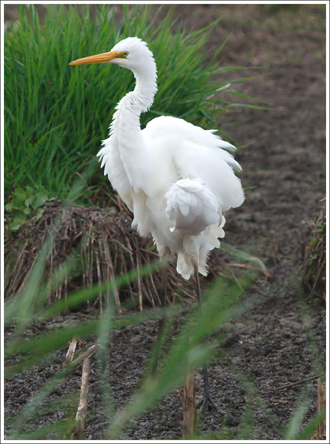 Great Egret.
