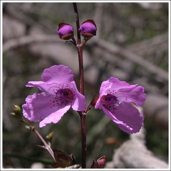 Holey Plains Mintbush.
Prostanthera galbraithiae.
