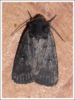 Noctuidae
