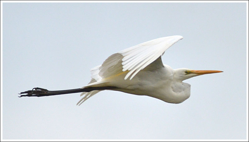 Great Egret.
