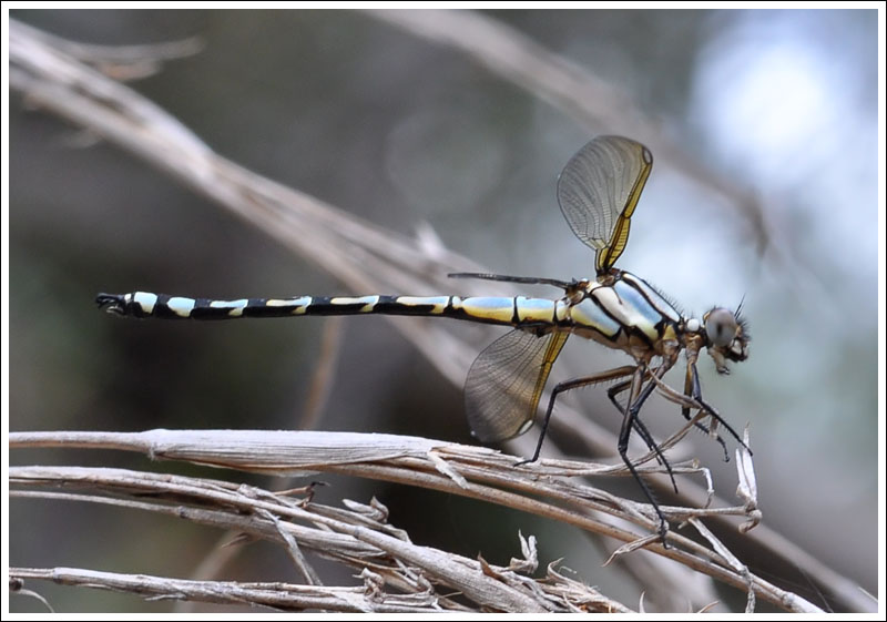 Arrowhead Rockmaster.
Male attaining colour.
