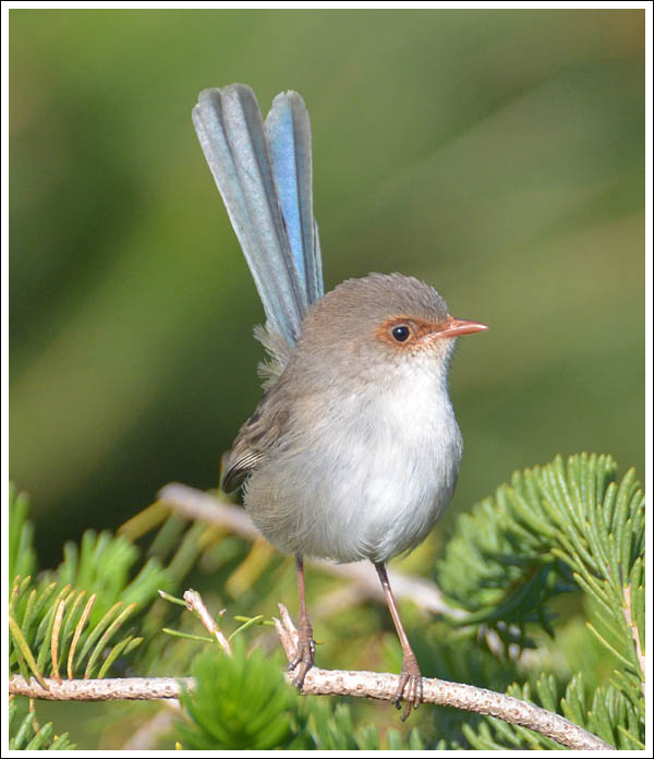 Superb Fairy-wren.
