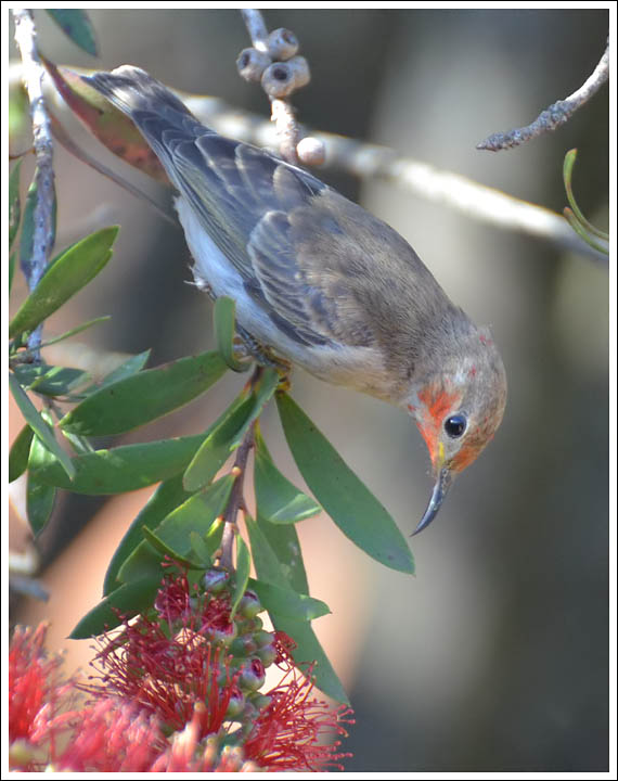 Scarlet Honeyeater.
Immature bird.
