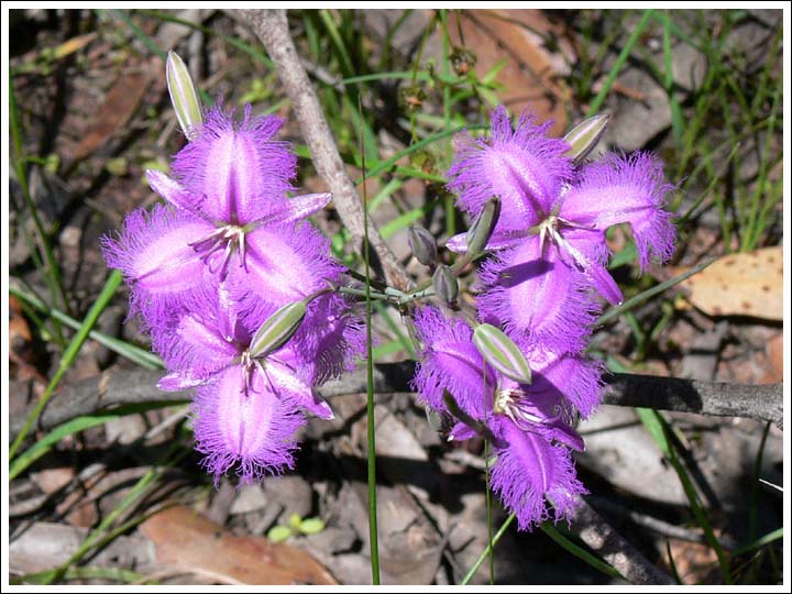 Common Fringe-lily.
Thysanotus tuberosus.
