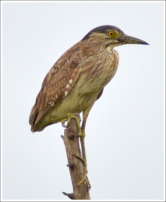 Nankeen Night Heron.
Immature coming into adult plumage.
