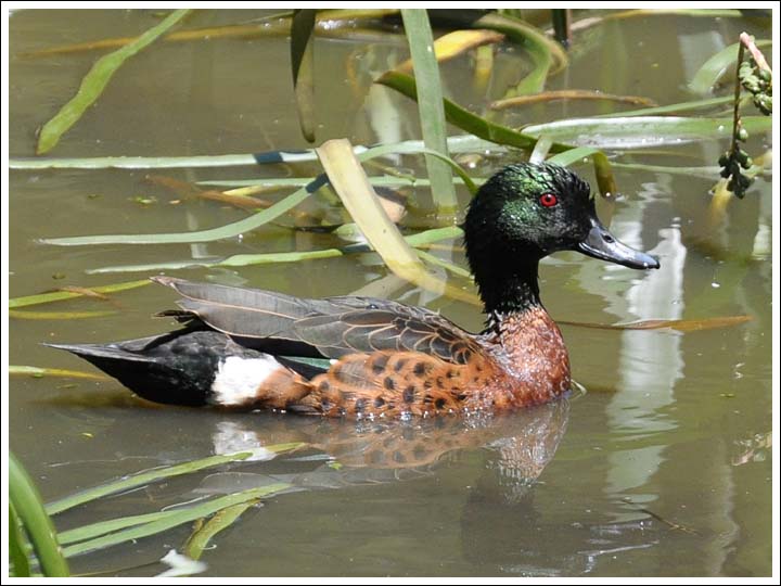 Chestnut Teal, male.
