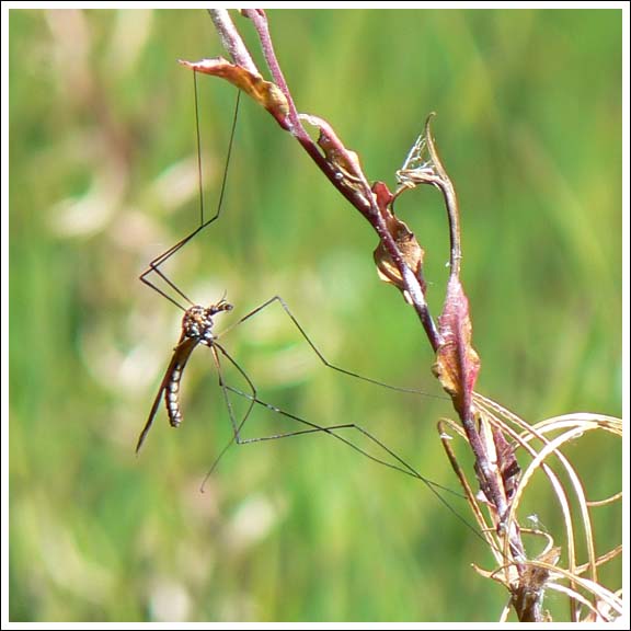 A Cranefly.
