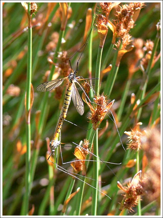 Craneflies mating.
