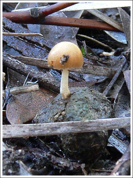 Growing from a kangaroo scat.
