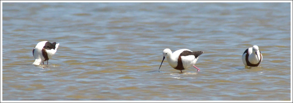 Banded Stilts.
Loch Sport.
