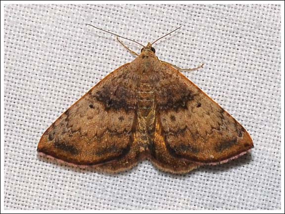 Chrysolarentia mecynata.
Geometridae, Larentiinae.
