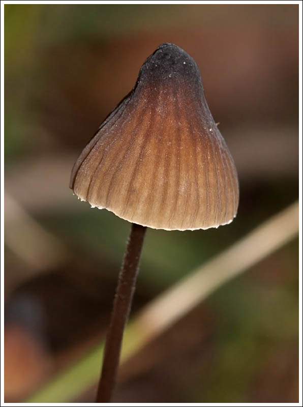 Mycena species.
