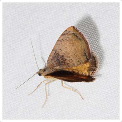 Chrysolarentia mecynata
Geometridae, Larentiinae.
