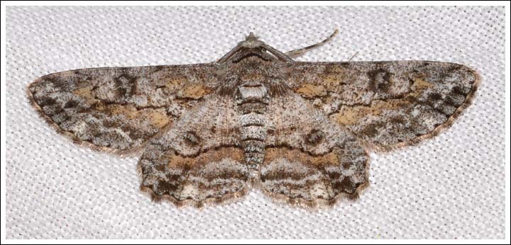 Cleora sp.
Geometridae, Ennominae.
