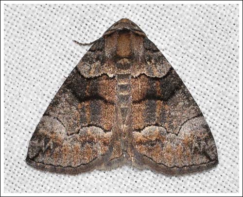 Dysbatus species.
Geometridae, Ennominae.
