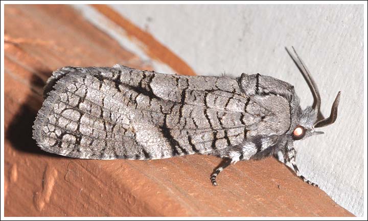 Culama australis
Cossidae
