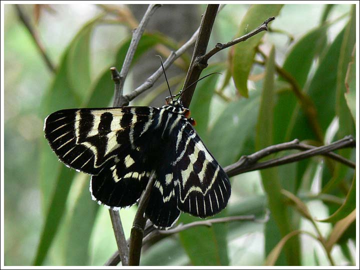 Comocrus behri.
Mistletoe Moth.
