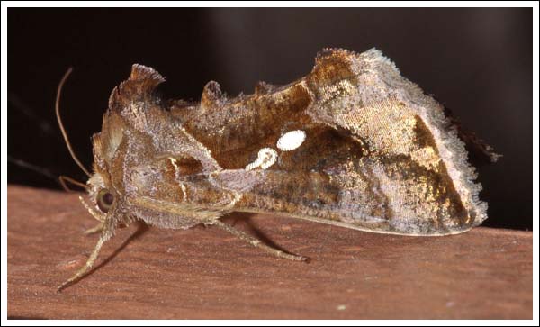 Chrysodeixis eriosoma.
Noctuidae, Plusiinae.

