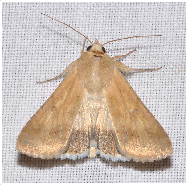 Helicoverpa punctigera
Native Budworm Noctuidae
