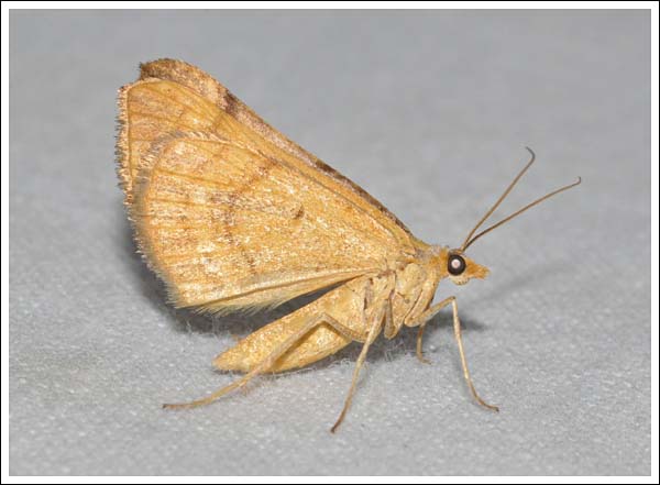 Anachloris subochraria
Geometridae, Larentiinae.
