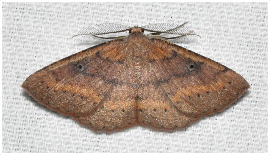 Casbia melanops
Geometridae
Ennominae

