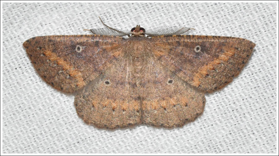 Casbia melanops
Geometridae
Ennominae.
