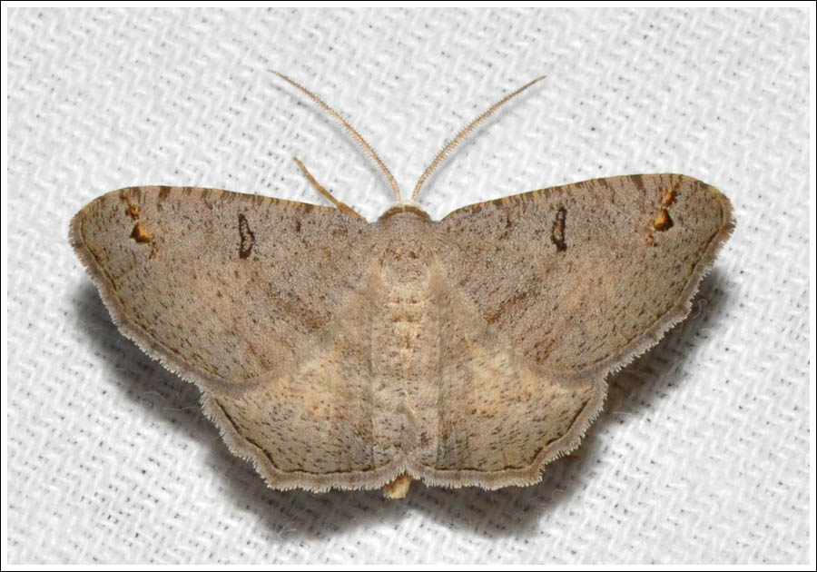 ac015.jpg