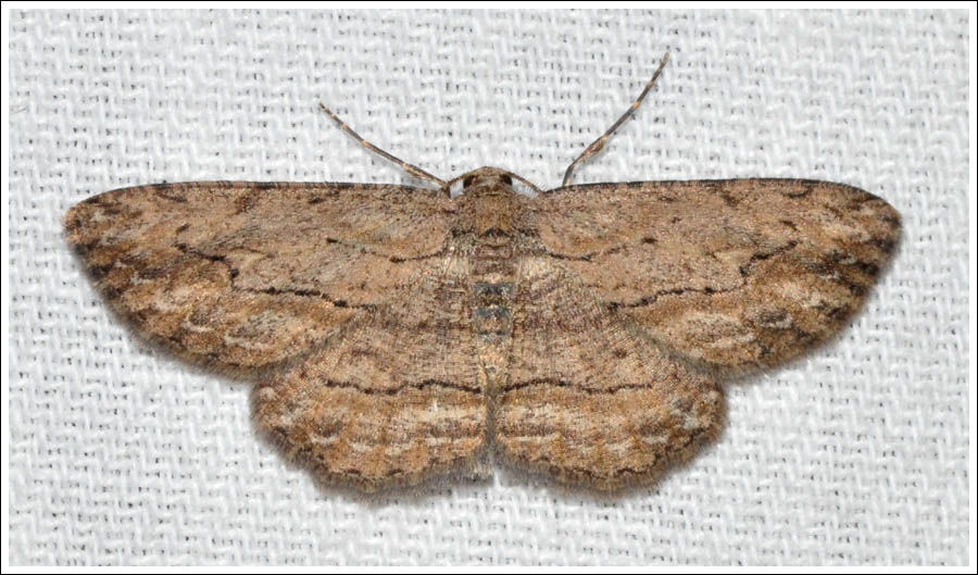 ac018.jpg