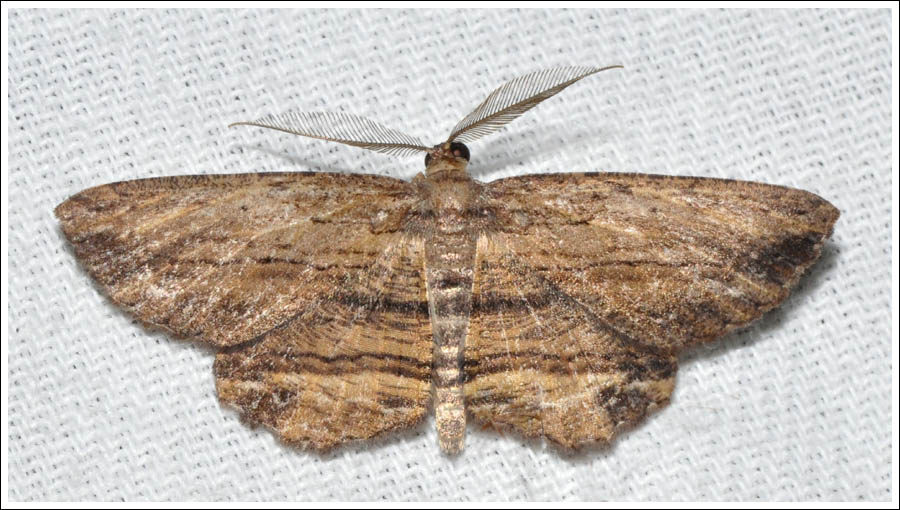 ac019.jpg