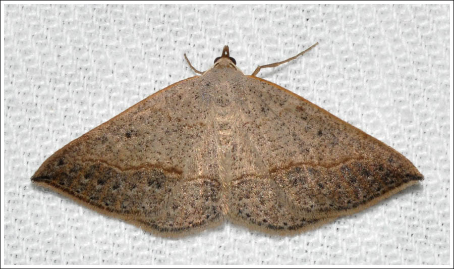 ac021.jpg