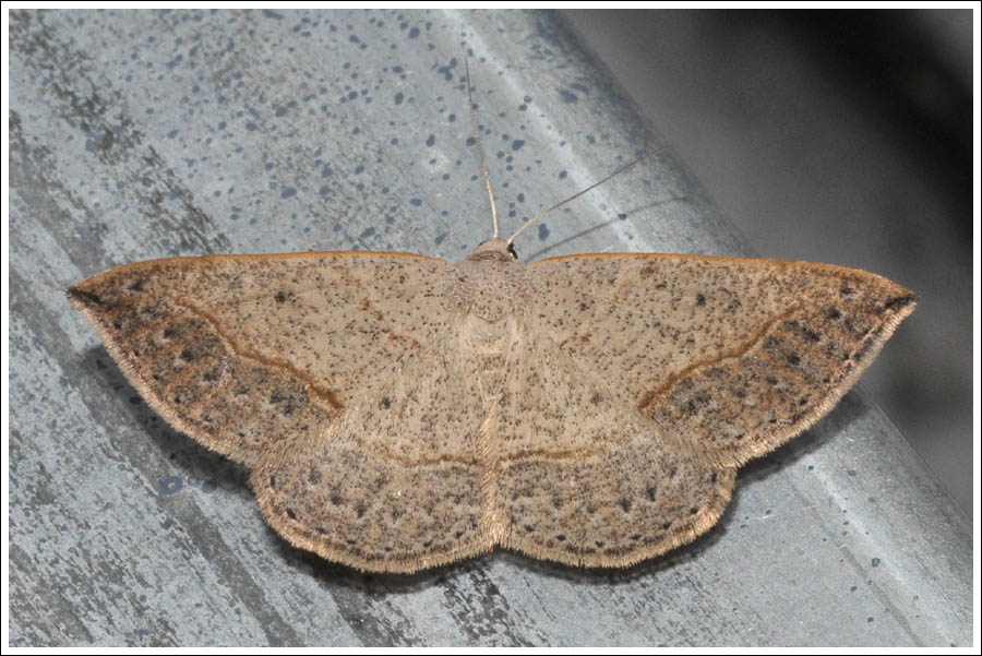 ac022.jpg
